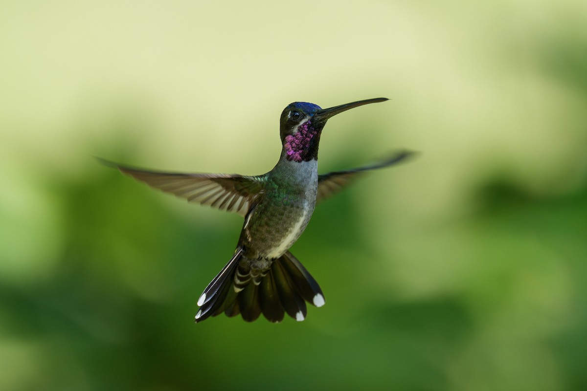 Long-billed Starthroat - ML647553814