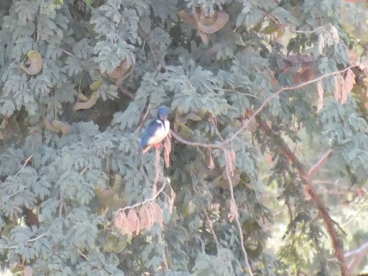 Half-collared Kingfisher - ML647553816