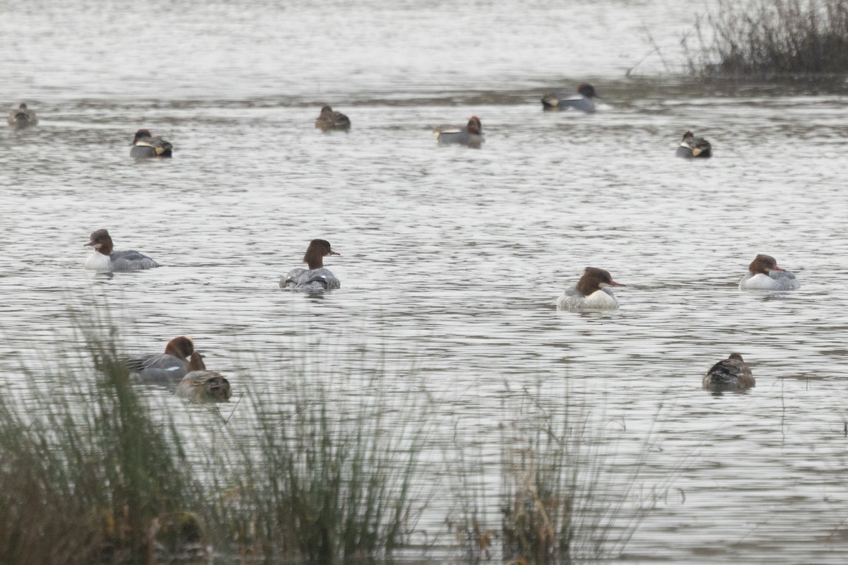 Zerra handia - ML647553817