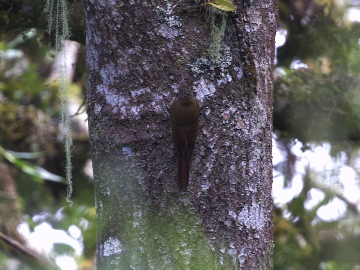 Montane Woodcreeper - ML647553819
