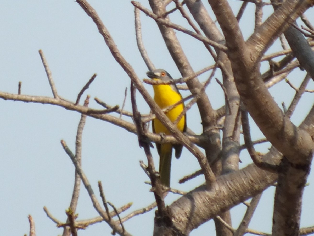Gray-headed Bushshrike - ML647553821