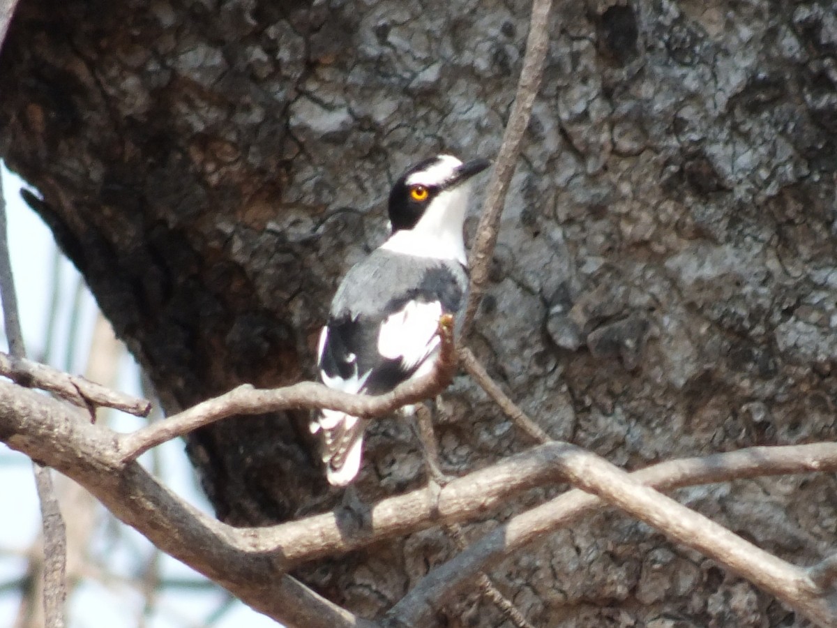 White-tailed Shrike - ML647553822
