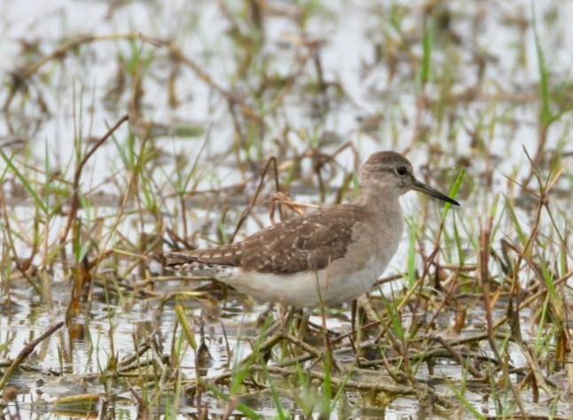 Kuliska pikarta - ML647553823