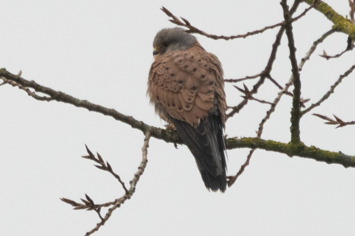 Belatz gorria - ML647553824