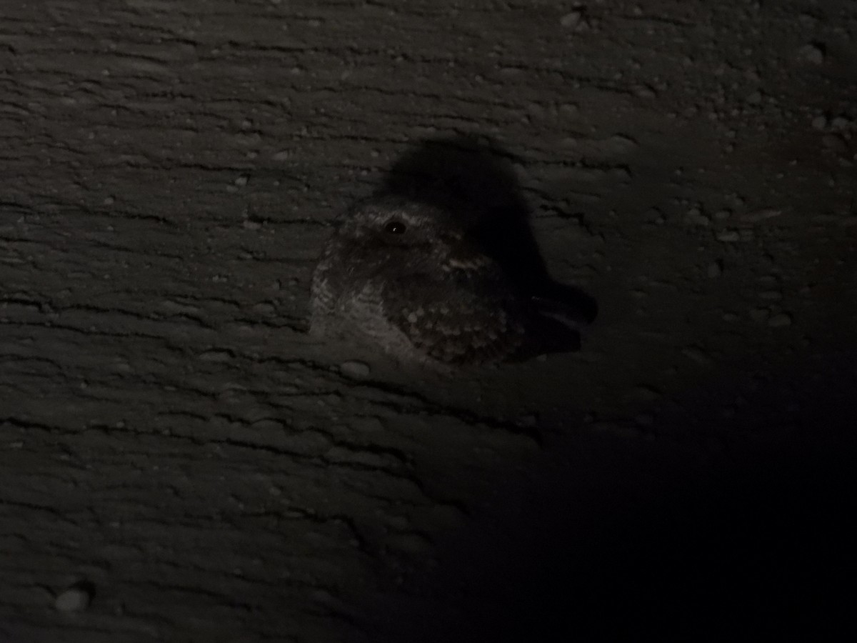 Savanna Nightjar - ML647553825