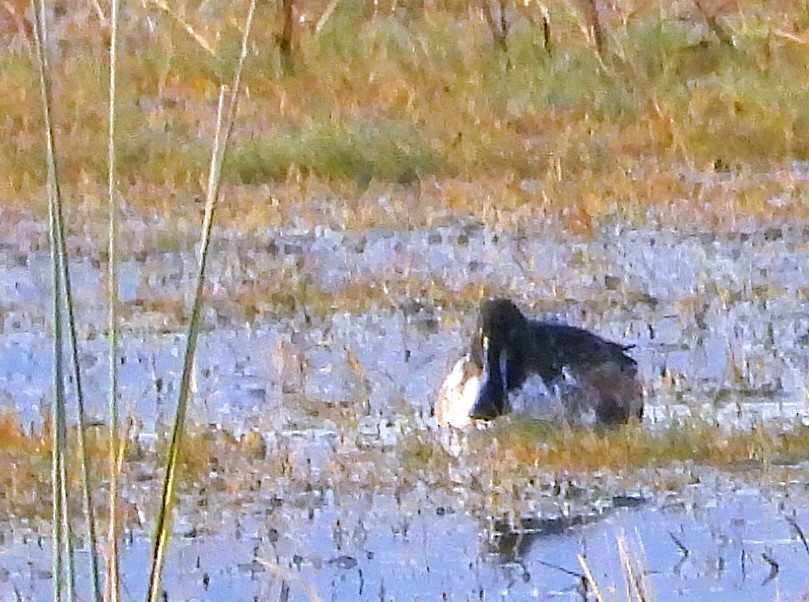 Ahate txistulari amerikarra - ML647553827