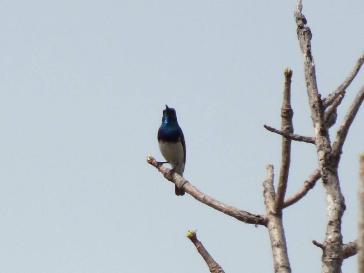 White-bellied Sunbird - ML647553828