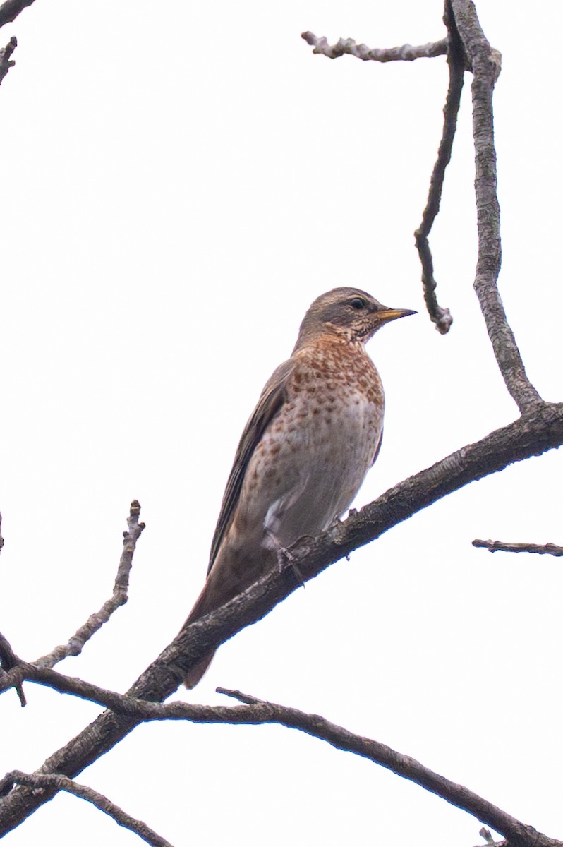 Naumann's Thrush - ML647553831