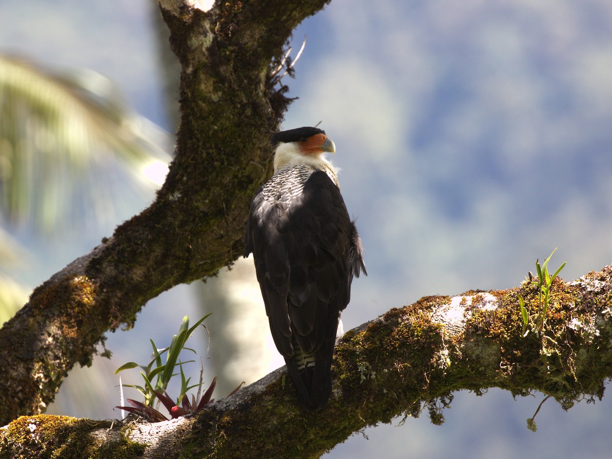 Crested Caracara (Northern) - ML647553835