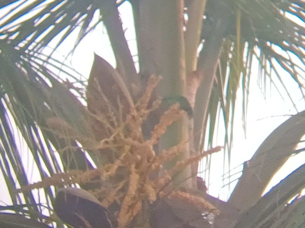 Золотолобая листовка - ML647553848