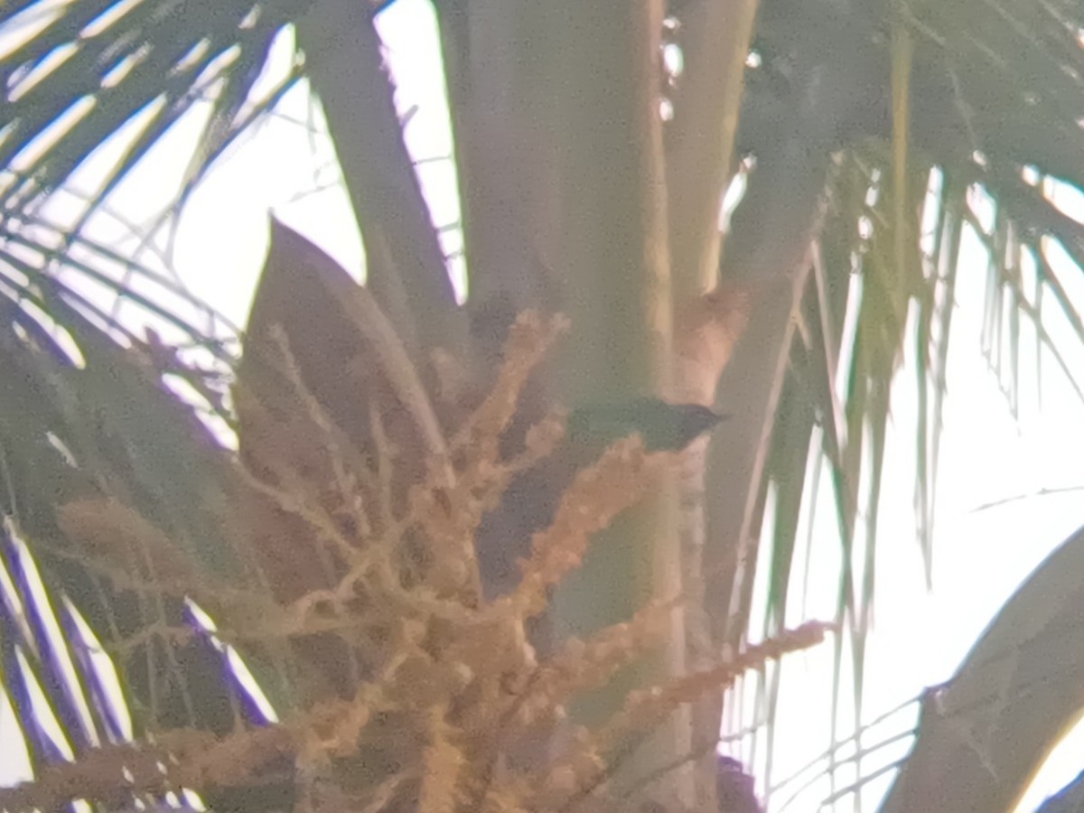 Золотолобая листовка - ML647553849