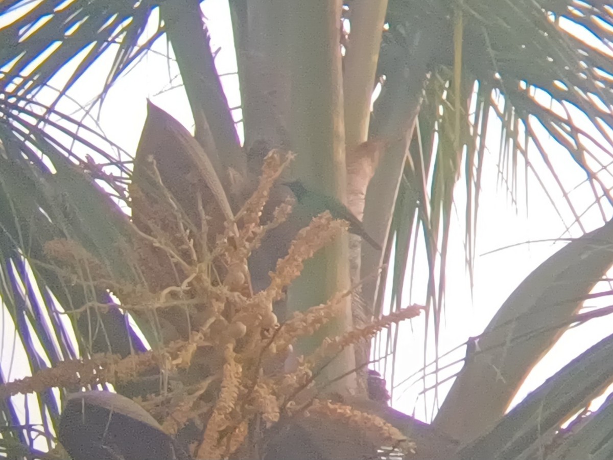 Золотолобая листовка - ML647553850