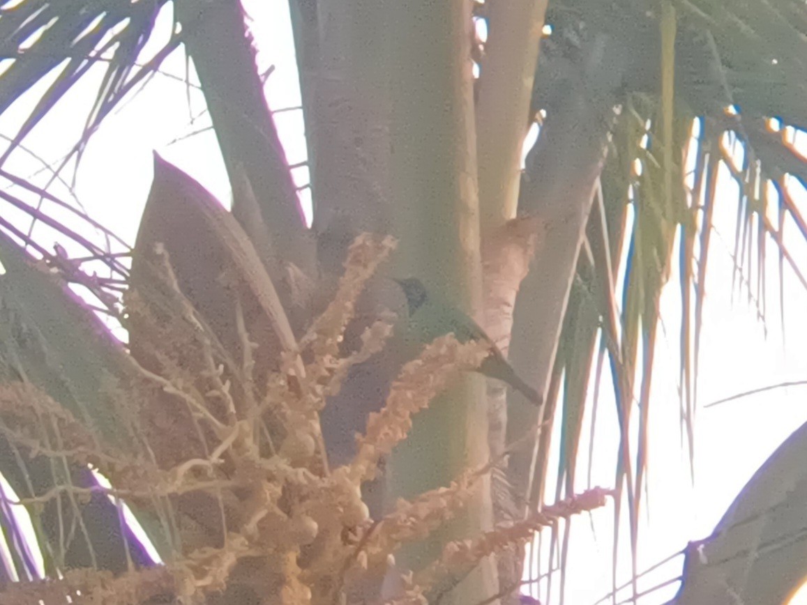 Золотолобая листовка - ML647553851