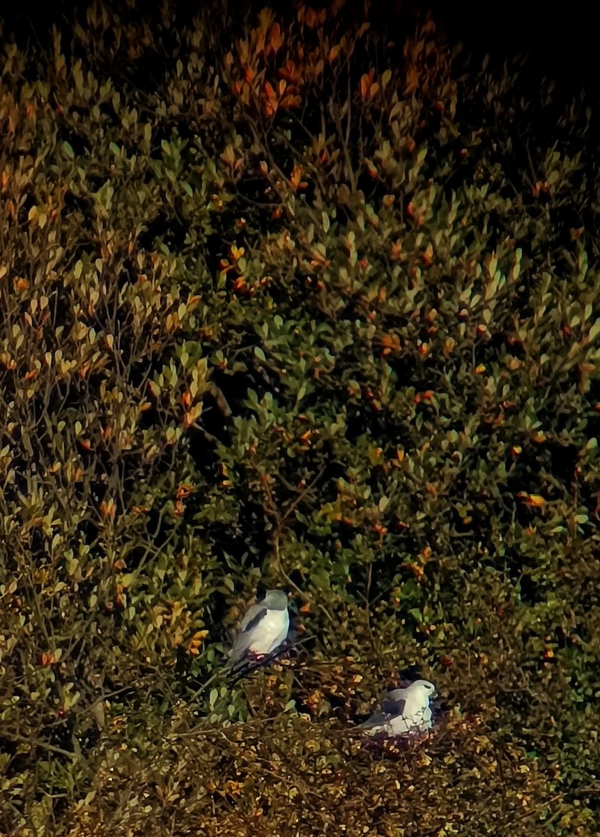 Black-winged Kite - ML647553859