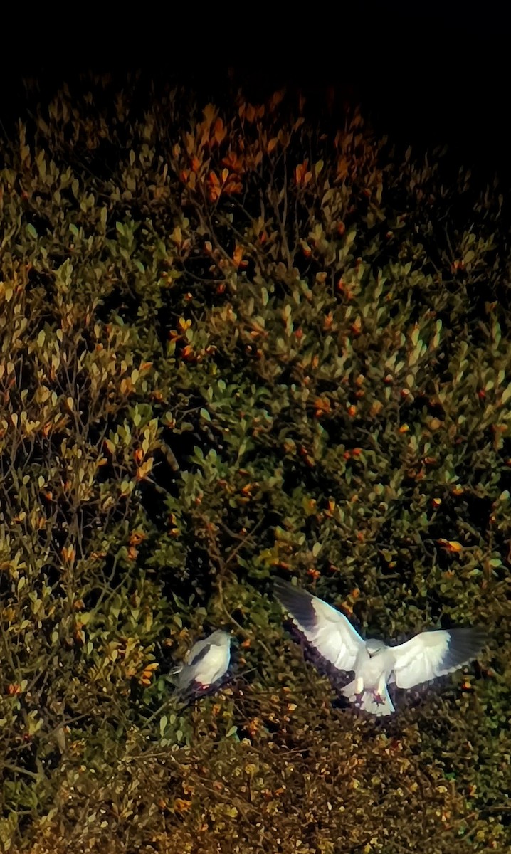 Black-winged Kite - ML647553860