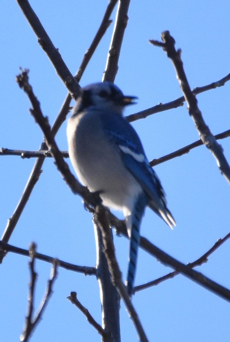 Blue Jay - ML647553862