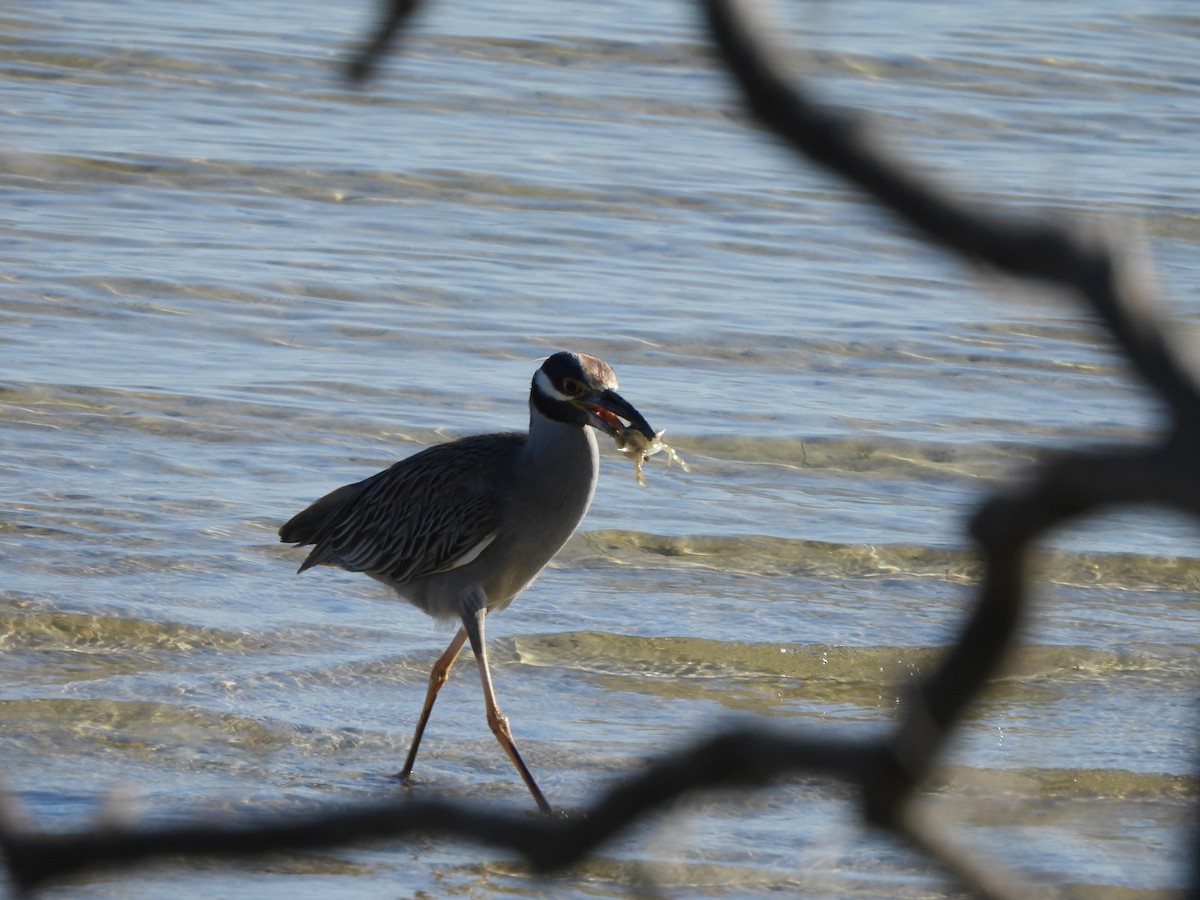 Yellow-crowned Night Heron - ML647553885