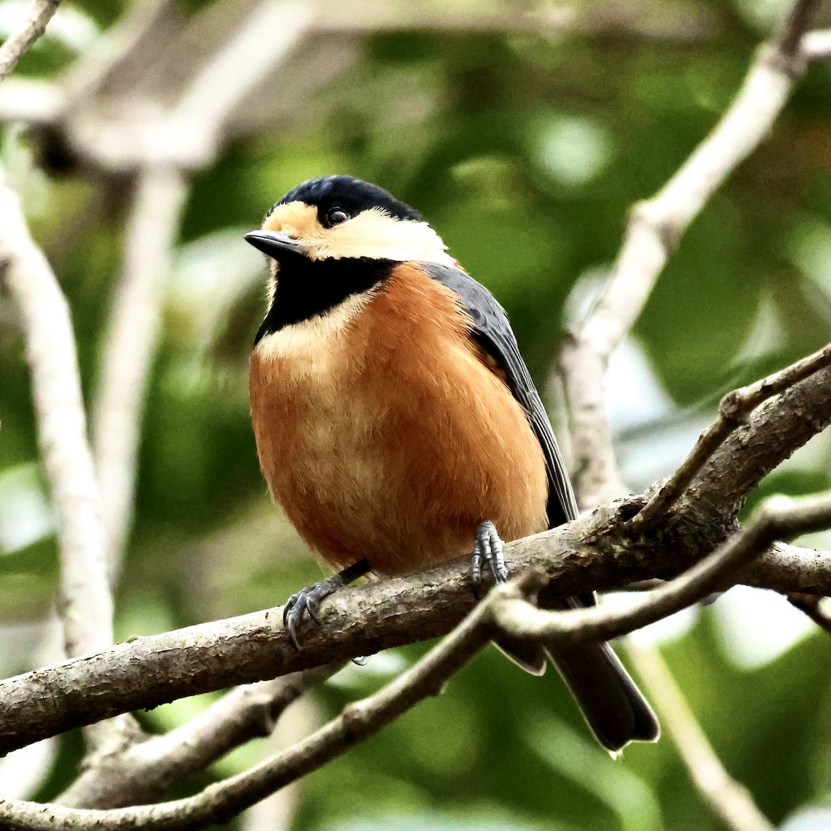 Гаїчка японська - ML647553889