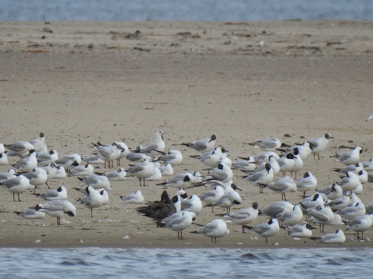 Mediterranean Gull - ML647553890