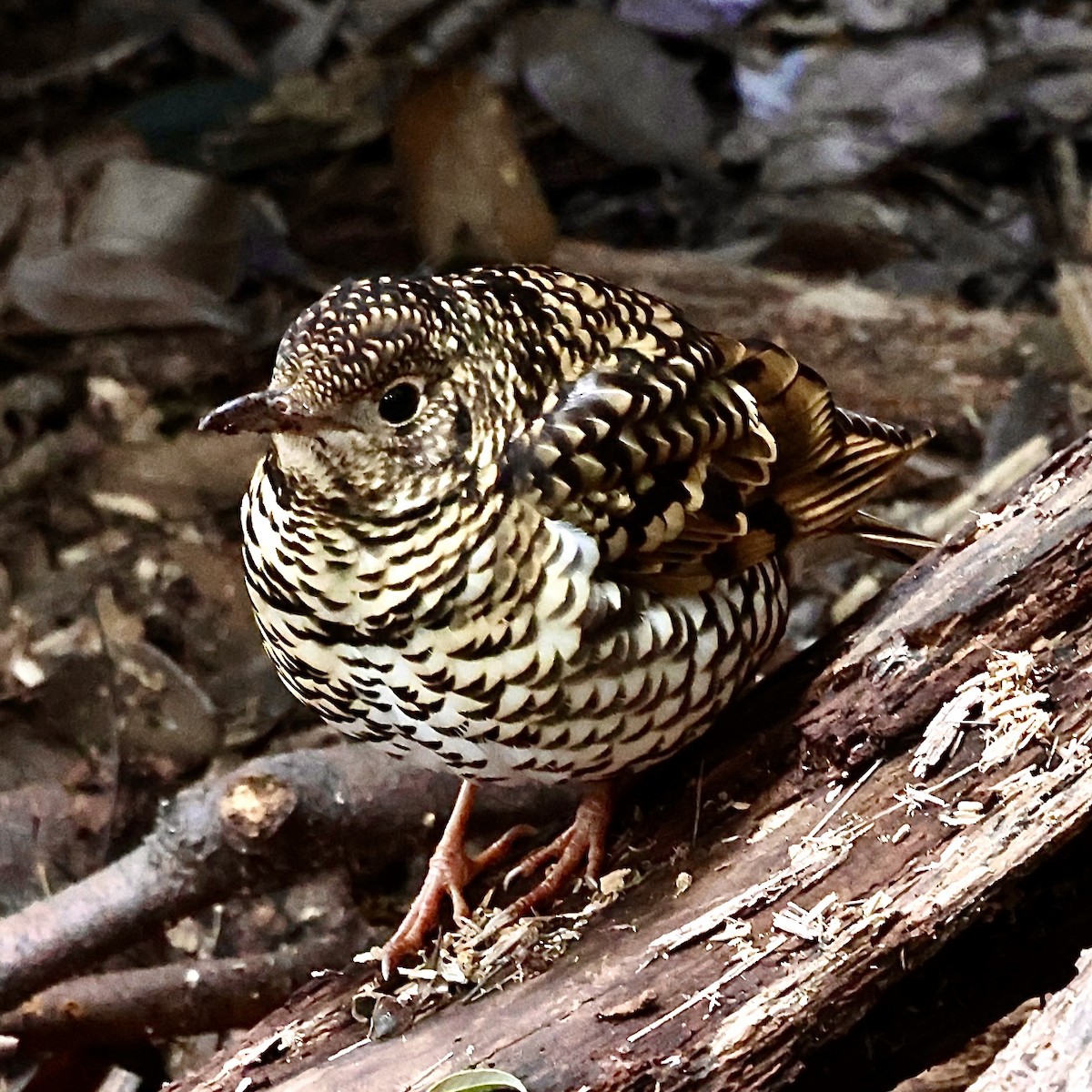 Квічаль тайговий - ML647553901