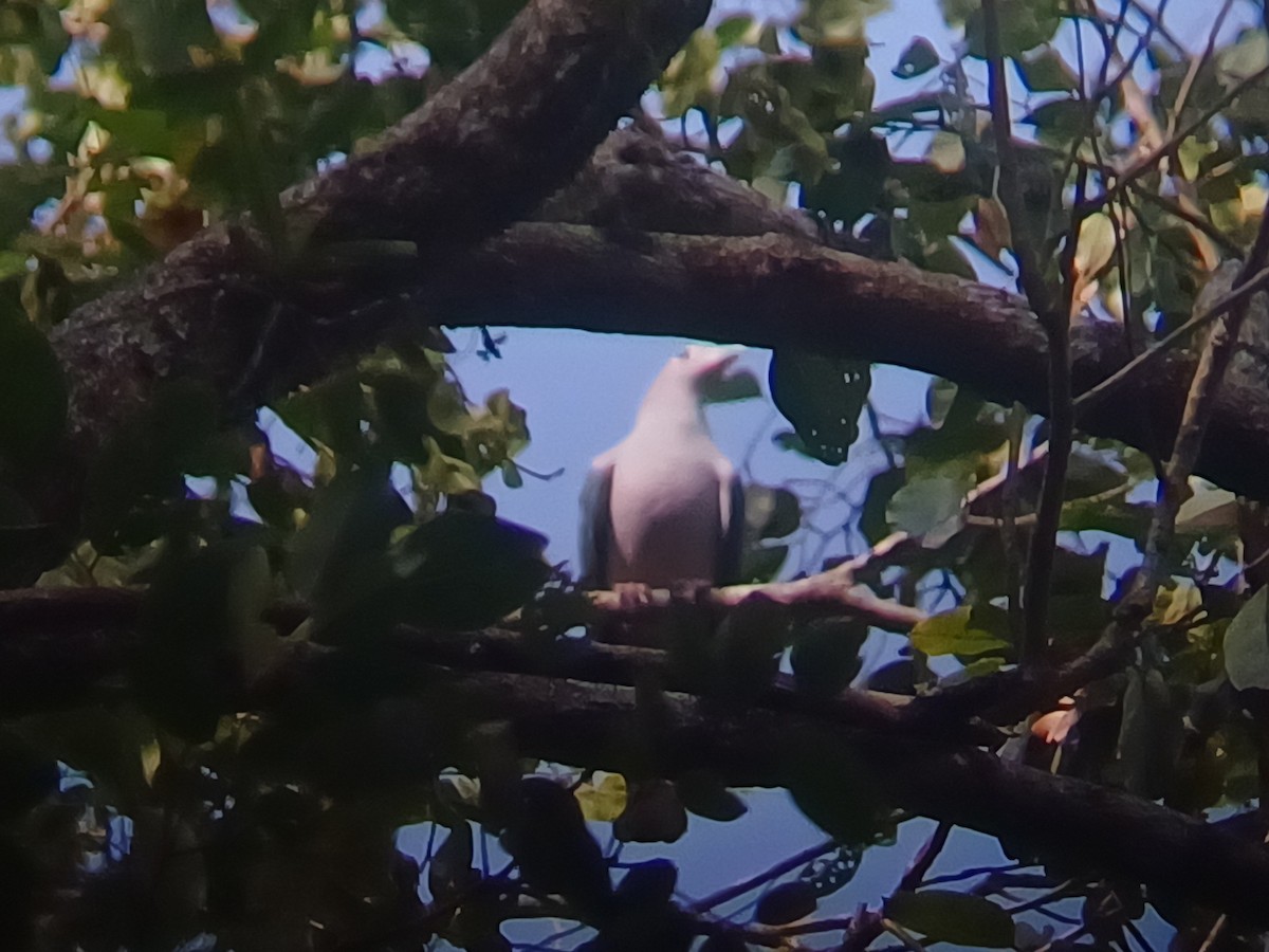 Green Imperial-Pigeon - ML647553935