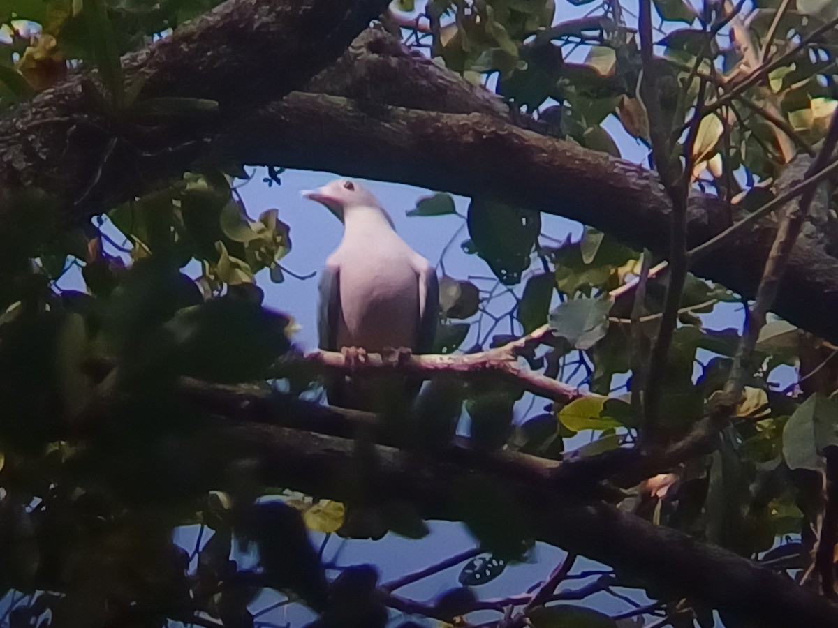 Green Imperial-Pigeon - ML647553936