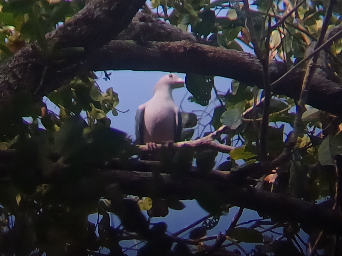 Green Imperial-Pigeon - ML647553937