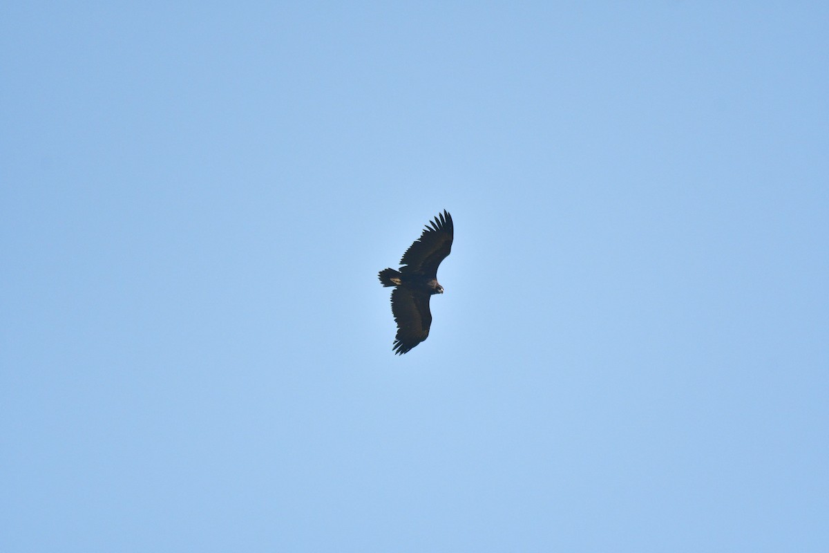 Buitre Negro - ML647553944