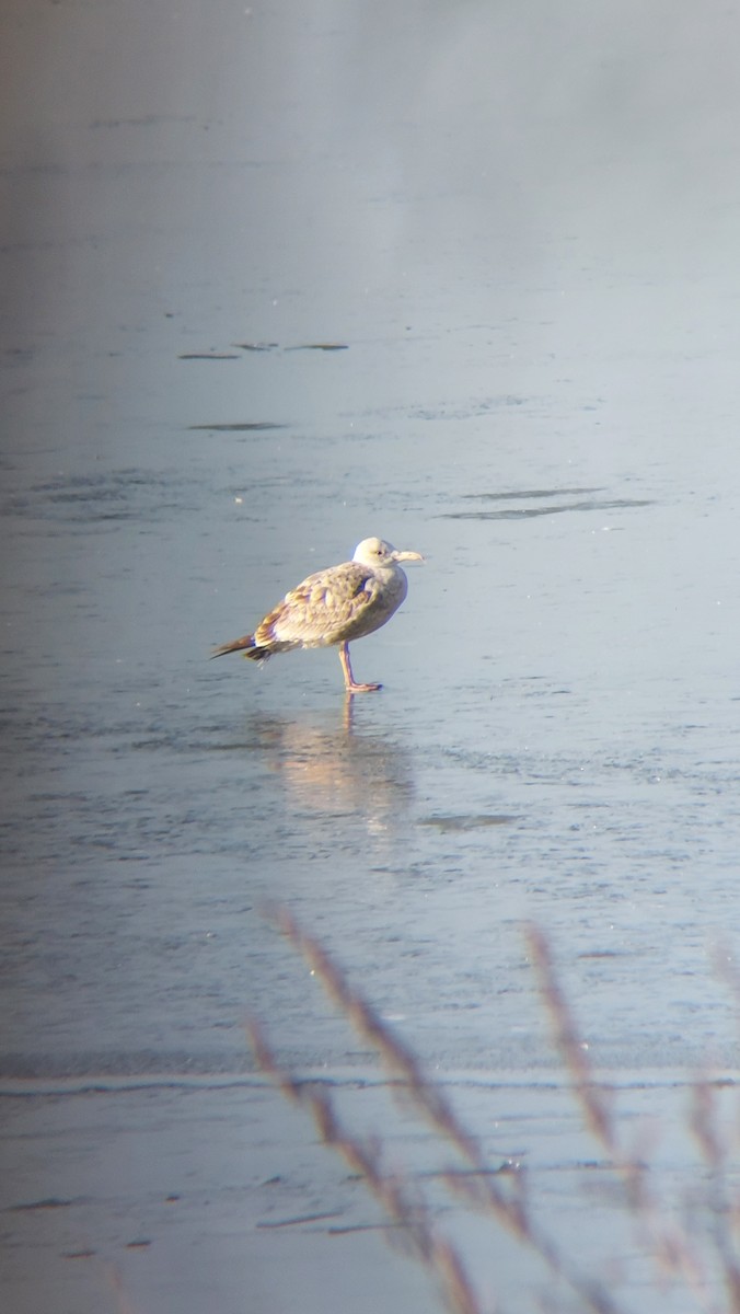 Caspian Gull - ML647553959