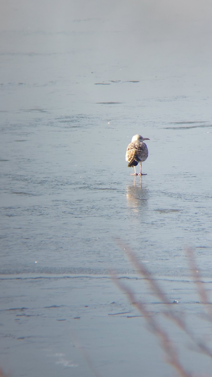 Caspian Gull - ML647553961