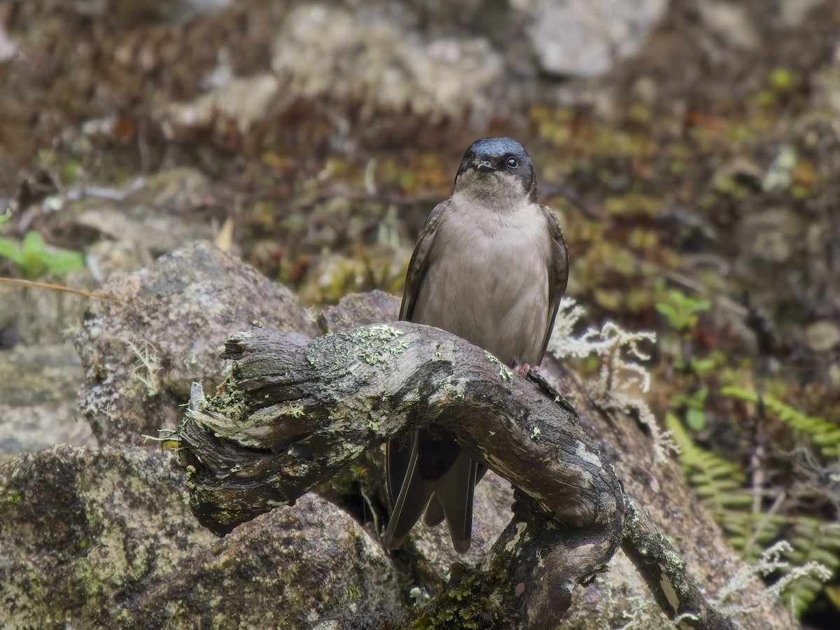 Brown-bellied Swallow - ML647553962