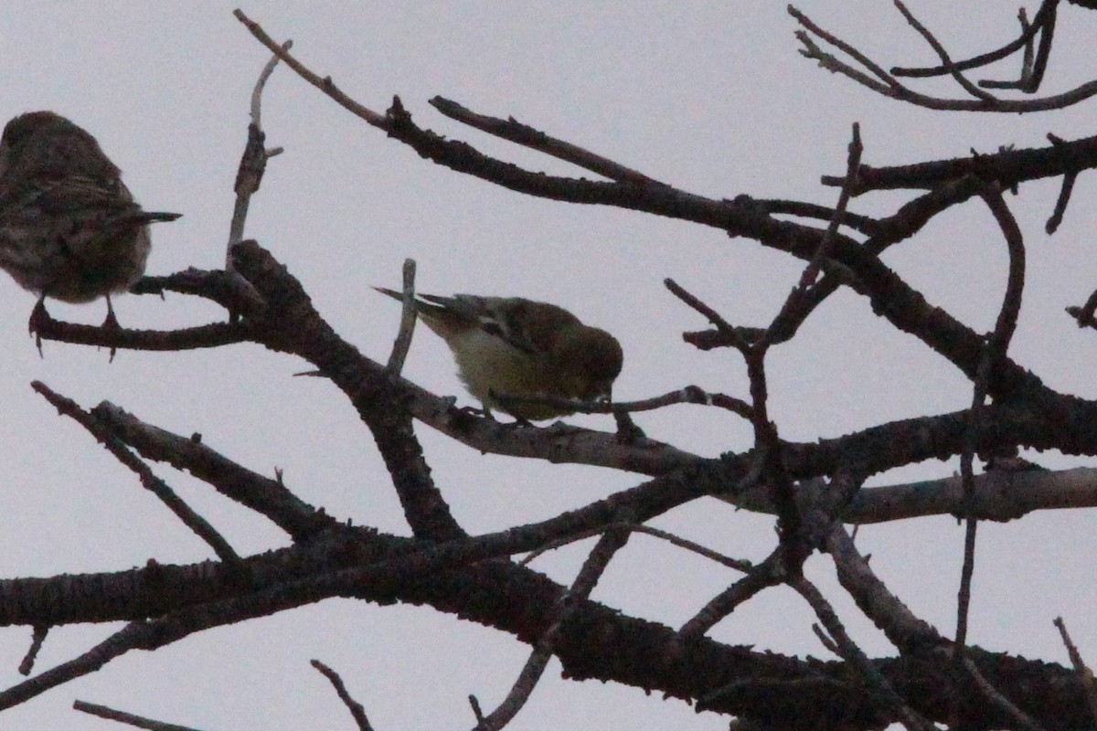 Lesser Goldfinch - ML647553966