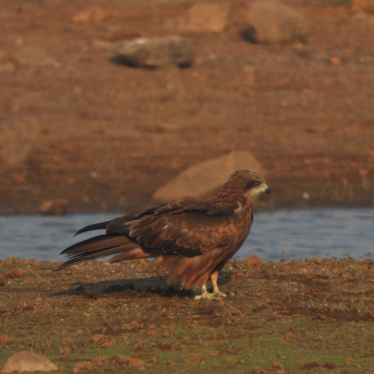 Black Kite - ML647553967