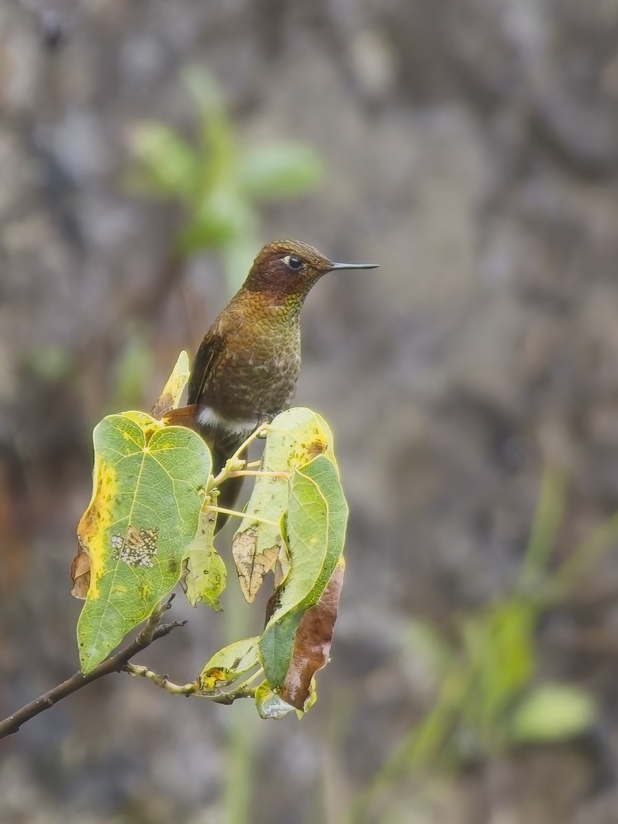 Coppery Metaltail - ML647553968
