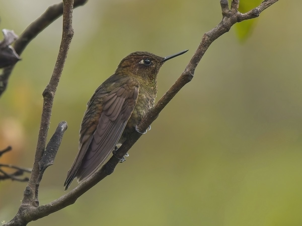 Coppery Metaltail - ML647553969