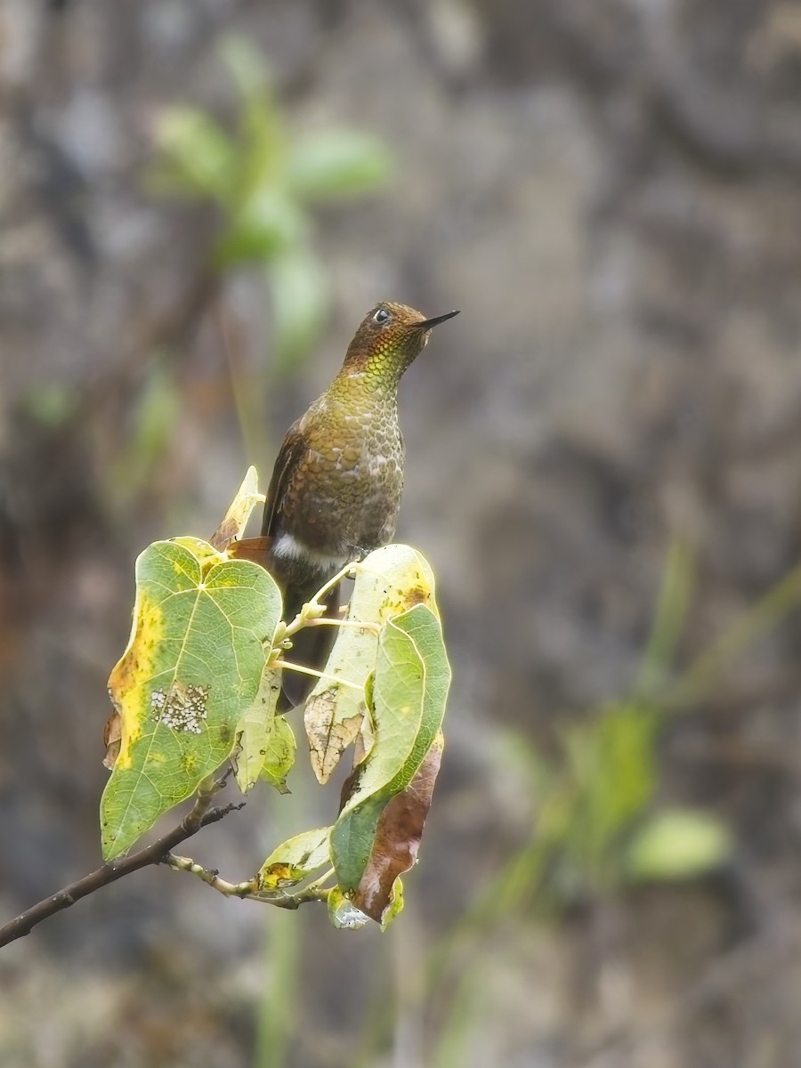 Coppery Metaltail - ML647553970