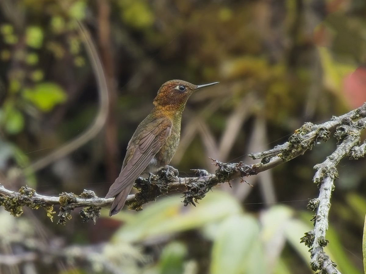 Coppery Metaltail - ML647553971