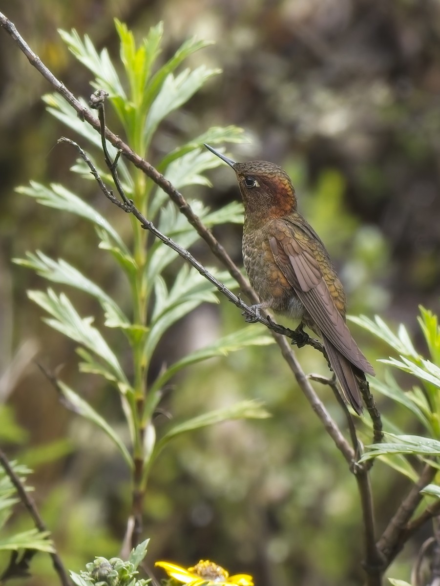 Coppery Metaltail - ML647553973