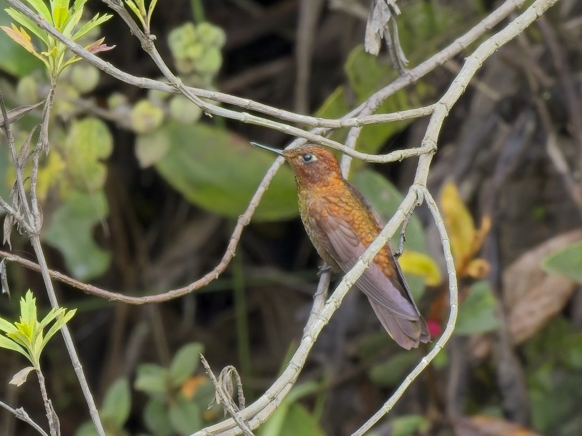 Coppery Metaltail - ML647553974