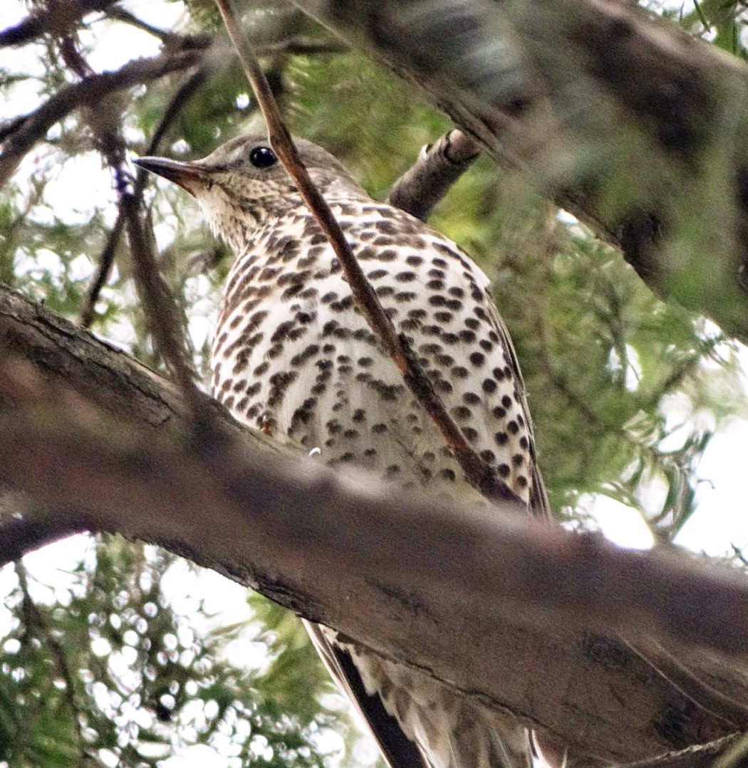 Mistle Thrush - ML647553976