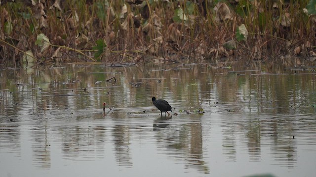 Eurasian Coot - ML647553977