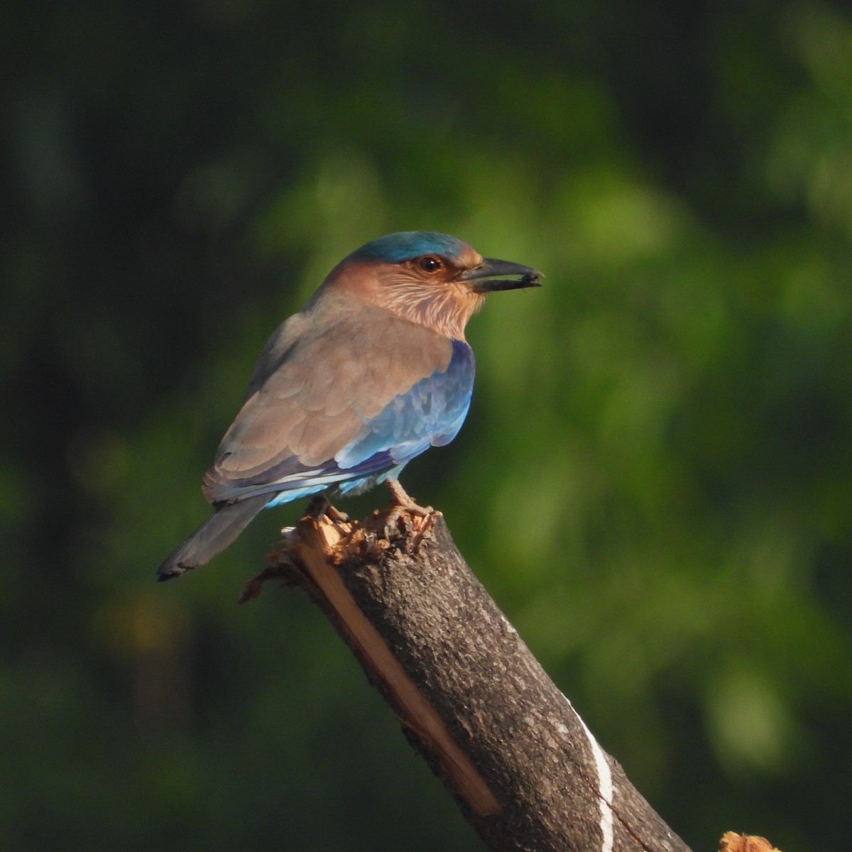 Indian Roller - ML647553978