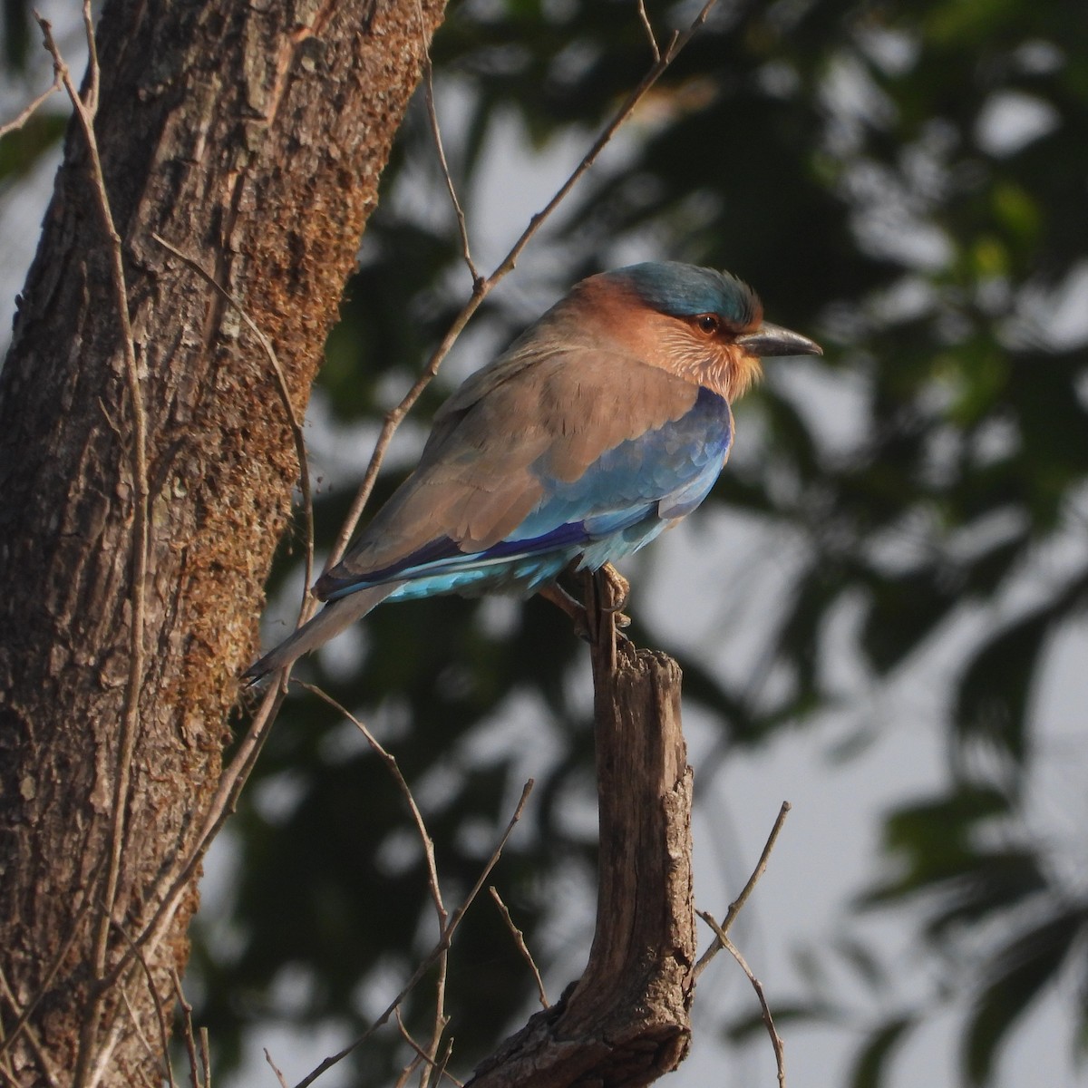 Indian Roller - ML647553979