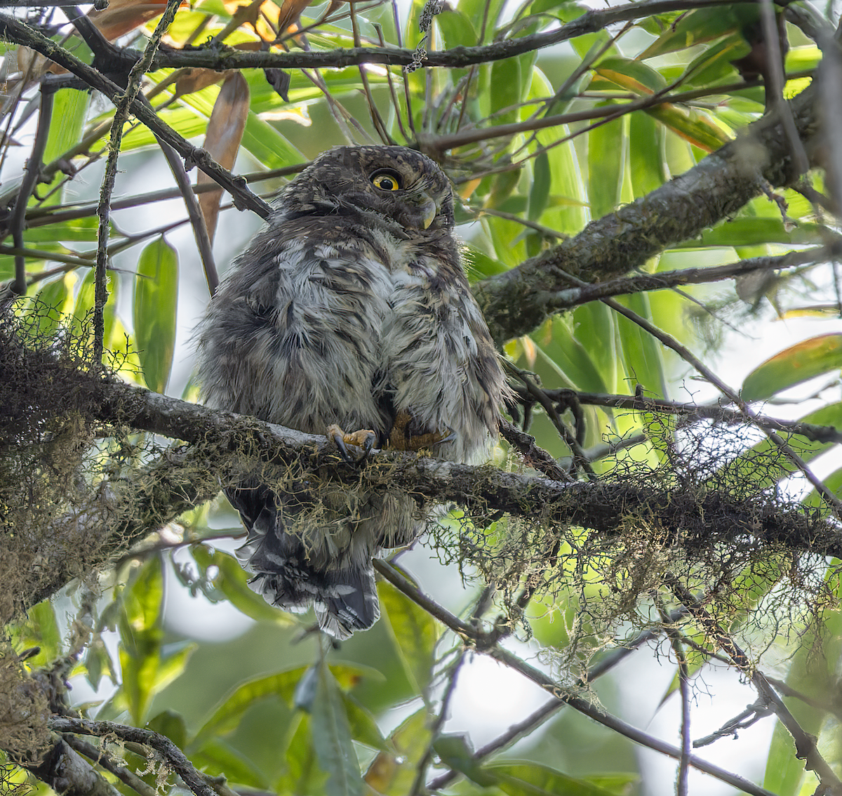 Andean Pygmy-Owl - ML647553980