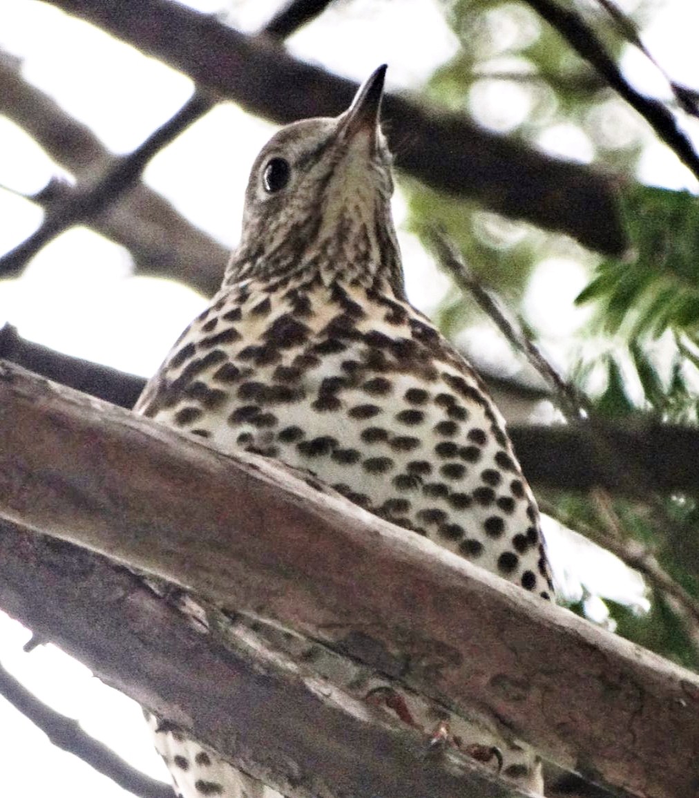 Mistle Thrush - ML647553981