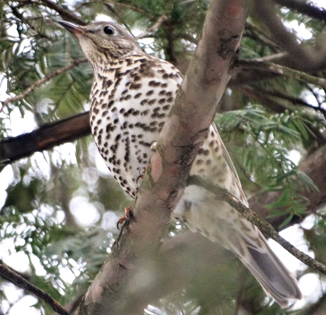 Mistle Thrush - ML647553982