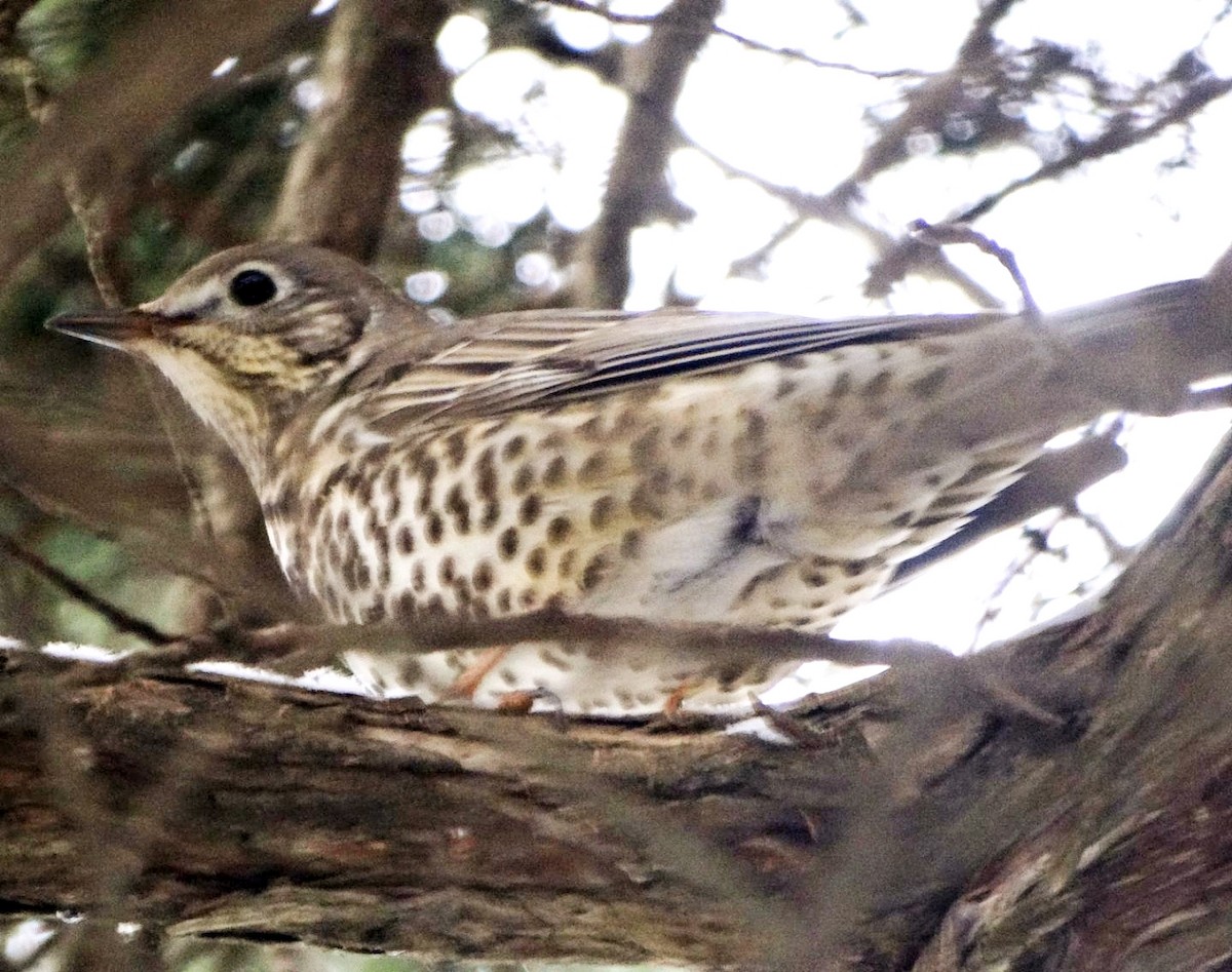 Mistle Thrush - ML647553983