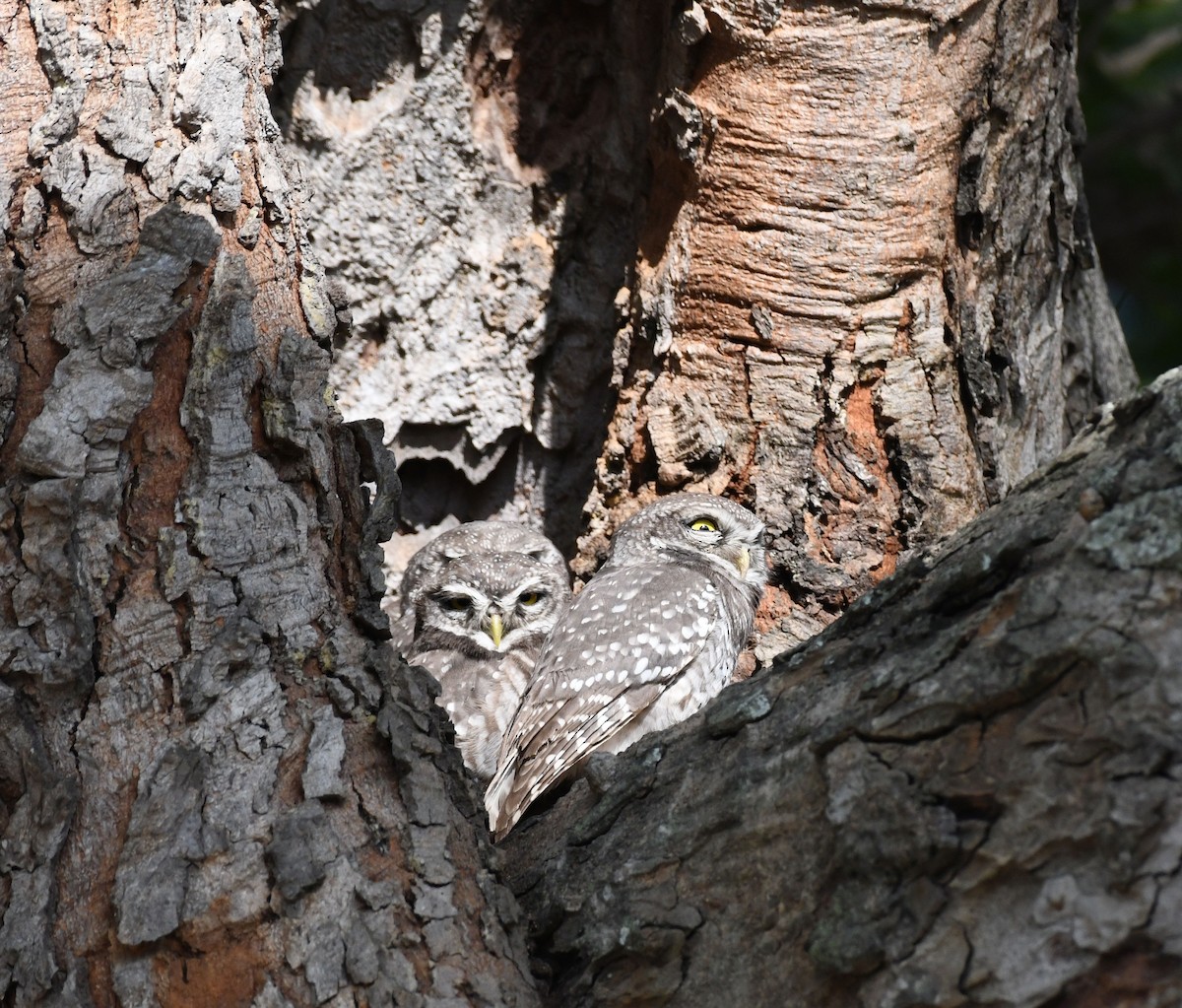 Spotted Owlet - ML647553984