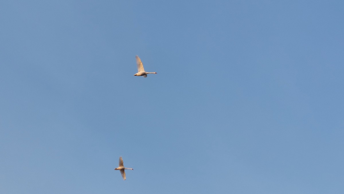 Mute Swan - ML647553986