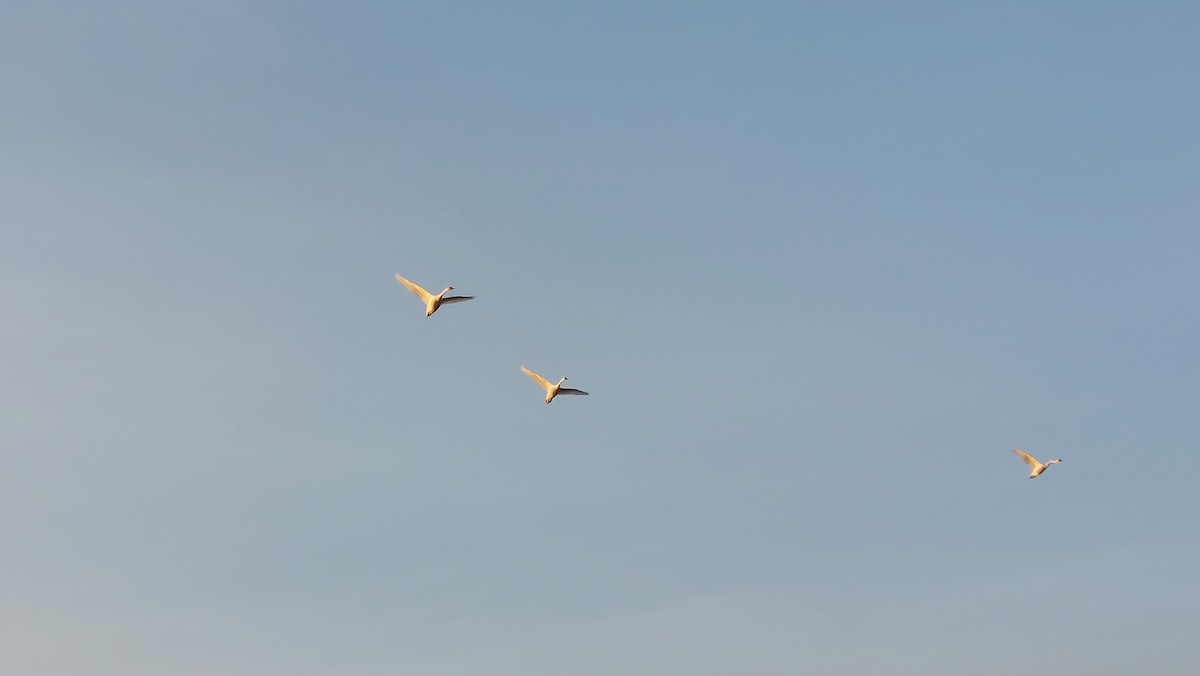 Mute Swan - ML647553987